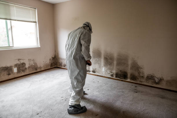 Best Mold Cleaning Services  in Shell Kno, MO