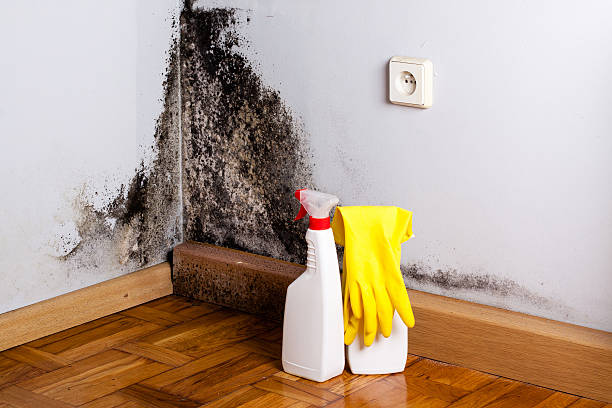 Best Mold Damage Repair  in Shell Kno, MO