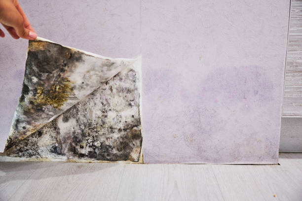 Reliable Shell Kno, MO Mold Removal Solutions
